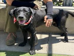 Shelter Stray Male Dog last seen , 957 N Gaffey St, San Pedro, CA 90731, USA