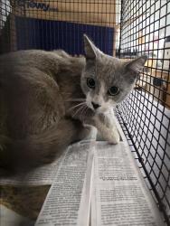 Shelter Stray Male Cat last seen , 957 N Gaffey St, San Pedro, CA 90731, USA