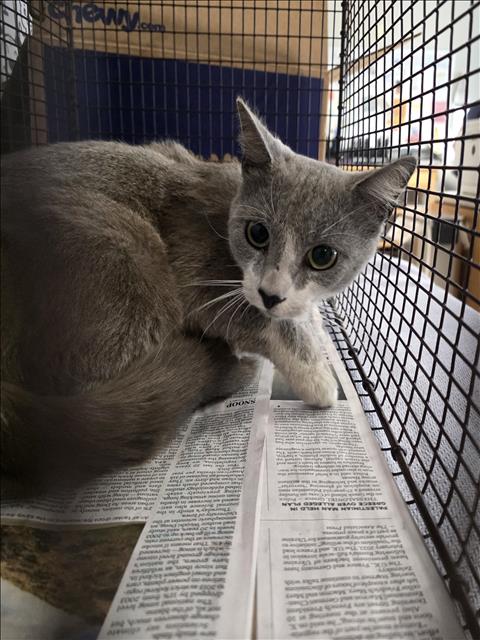 Shelter Stray Male Cat last seen , 957 N Gaffey St, San Pedro, CA 90731, USA