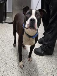 Shelter Stray Female Dog last seen Near BLOCK CONGER ST, DETROIT MI 48213, 7401 Chrysler Dr, Detroit, MI 48211, USA