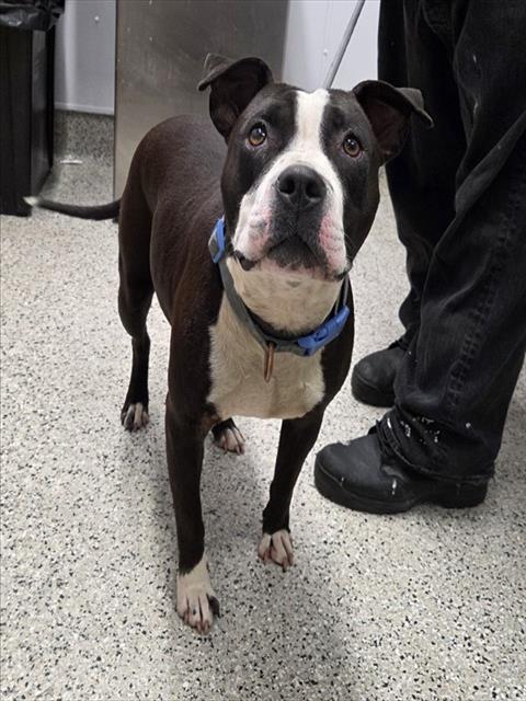 Shelter Stray Female Dog last seen Near BLOCK CONGER ST, DETROIT MI 48213, 7401 Chrysler Dr, Detroit, MI 48211, USA