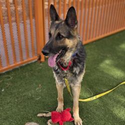 Shelter Stray Male Dog last seen CRAIG AND NORTH 5TH, 655 N Mojave Rd, Las Vegas, NV 89101, USA