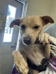 Shelter Stray Male Dog last seen BELOIT DR & BELL AVE, 2127 Front St, Sacramento, CA 95818, USA