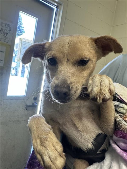 Shelter Stray Male Dog last seen BELOIT DR & BELL AVE, 2127 Front St, Sacramento, CA 95818, USA