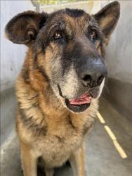 Shelter Stray Male Dog last seen , 1850 W 60th St, Los Angeles, CA 90047, USA