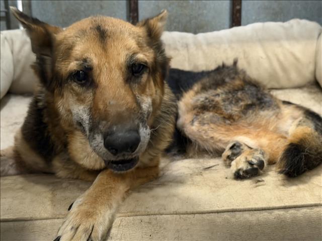 Shelter Stray Female Dog last seen , 1850 W 60th St, Los Angeles, CA 90047, USA