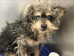 Shelter Stray Female Dog last seen , 1850 W 60th St, Los Angeles, CA 90047, USA