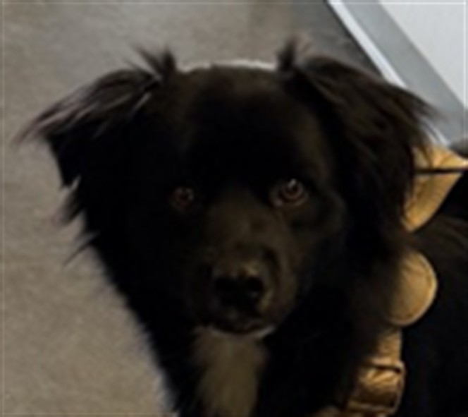 Shelter Stray Male Dog last seen , 1850 W 60th St, Los Angeles, CA 90047, USA