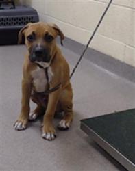 Shelter Stray Male Dog last seen Near BLOCK W BAYAUD AVE, DENVER CO 80223, 1241 W Bayaud Ave, Denver, CO 80223, USA