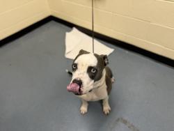 Shelter Stray Female Dog last seen Near BLOCK YORK ST DENEVR CO 80216, 1241 W Bayaud Ave, Denver, CO 80223, USA