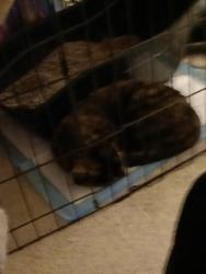 Lost Female Cat last seen Alfreton park, Derbyshire, England DE55