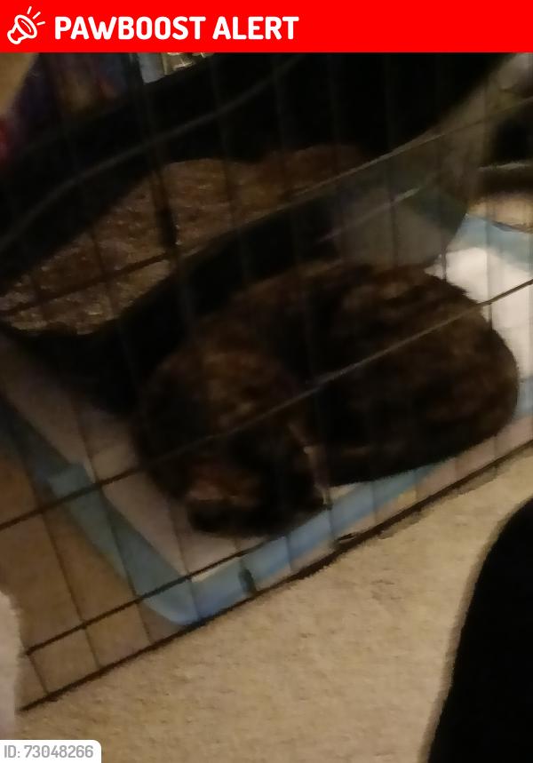 Lost Female Cat last seen Alfreton park, Derbyshire, England DE55