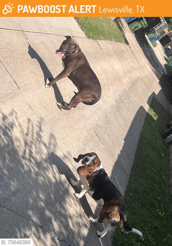 Found/Stray Unknown Dog last seen College and forest Glenn , Lewisville, TX 75067
