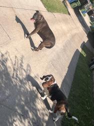 Found/Stray Unknown Dog last seen College and forest Glenn , Lewisville, TX 75067