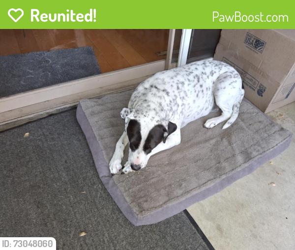 Reunited Female Dog last seen N Canyon Blvd @ Oakglade Dr., Monrovia, CA 91016