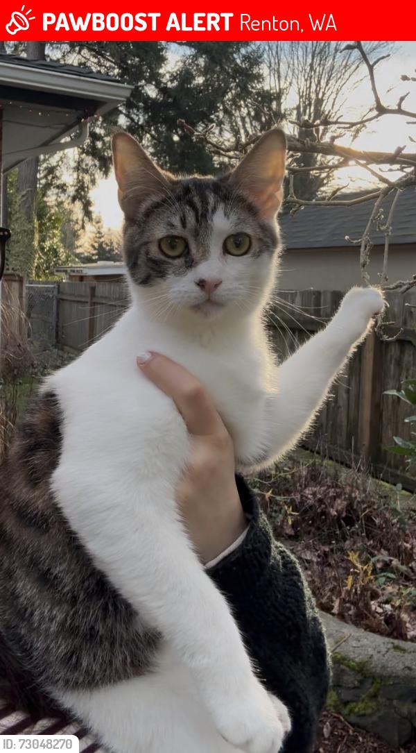 Lost Male Cat last seen Near , Renton, WA 98056