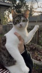 Lost Male Cat last seen Near , Renton, WA 98056