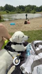 Lost Female Dog last seen Kenwood and Hobson, Fort Wayne, IN 46805