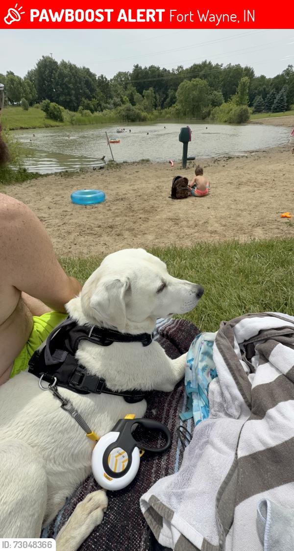 Lost Female Dog last seen Kenwood and Hobson, Fort Wayne, IN 46805