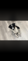 Found/Stray Female Dog last seen Near Oates by Cracker Barrel , Mesquite, TX 75150
