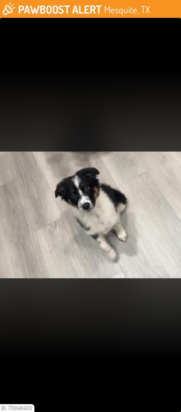 Found/Stray Female Dog last seen Near Oates by Cracker Barrel , Mesquite, TX 75150