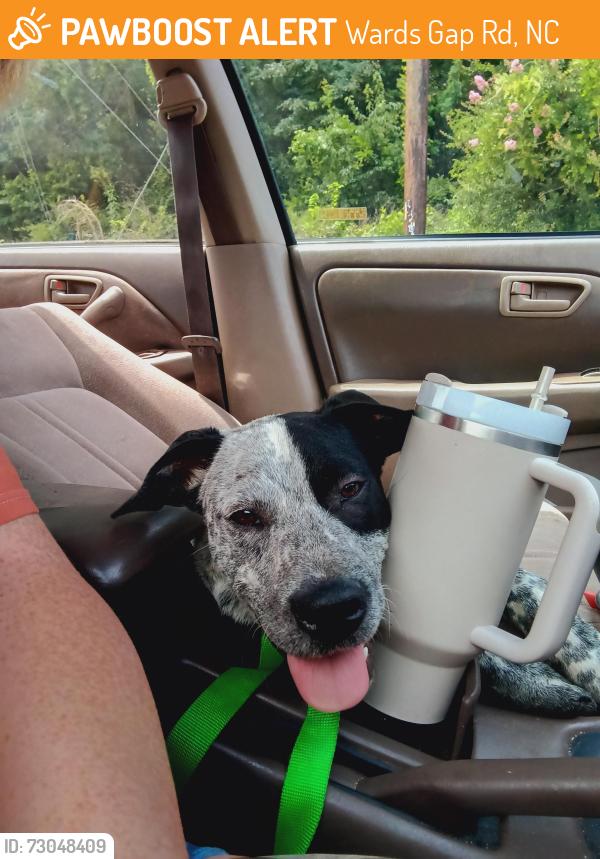 Found/Stray Male Dog last seen Coyote pizza, Wards Gap Rd, NC 28020