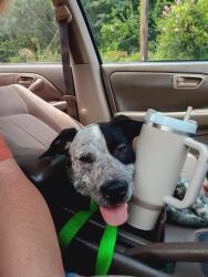 Found/Stray Male Dog last seen Coyote pizza, Wards Gap Rd, NC 28020