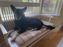Lost Male Dog last seen Bay Ridge Ave and Forest Drive near Quiet Waters Park Annapolis, Annapolis, MD 21403