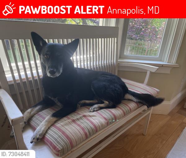 Lost Male Dog last seen Bay Ridge Ave and Forest Drive near Quiet Waters Park Annapolis, Annapolis, MD 21403