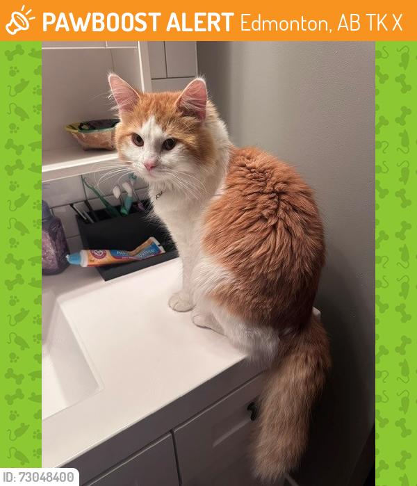 Found/Stray Male Cat last seen Michael's Park, Edmonton, AB T6K 0X1