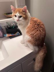 Found/Stray Male Cat last seen Michael's Park, Edmonton, AB T6K 0X1