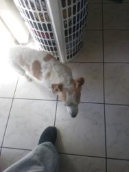 Lost Male Dog last seen San Gabriel Blvd and mission Rd , San Gabriel, CA 91776