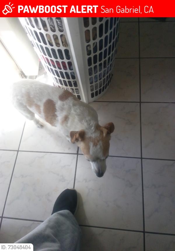 Lost Male Dog last seen San Gabriel Blvd and mission Rd , San Gabriel, CA 91776