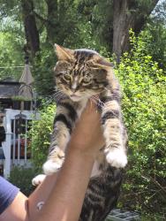Found/Stray Male Cat last seen Maryland and Marion, Saint Paul, MN 55117