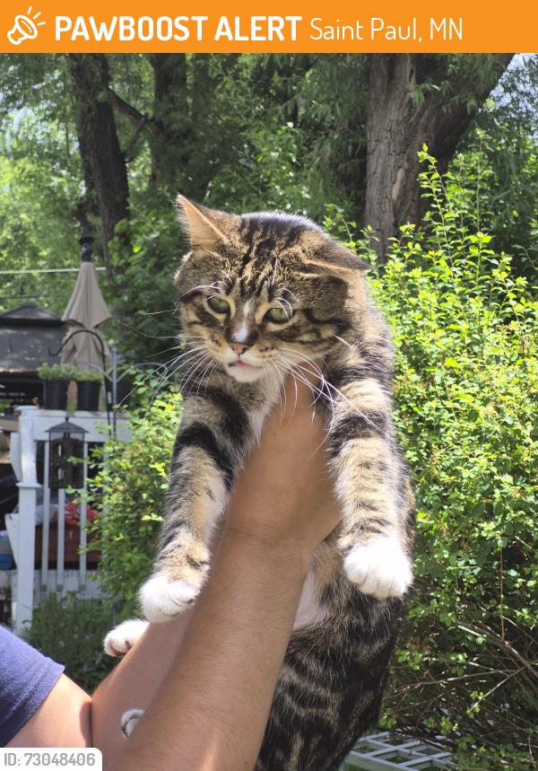 Found/Stray Male Cat last seen Maryland and Marion, Saint Paul, MN 55117