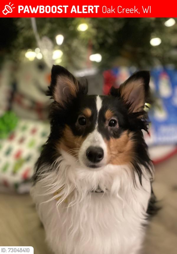 Lost Female Dog last seen East Elm Road and South Austin Street, Oak Creek, WI 53154