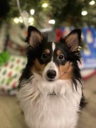 Lost Female Dog last seen East Elm Road and South Austin Street, Oak Creek, WI 53154