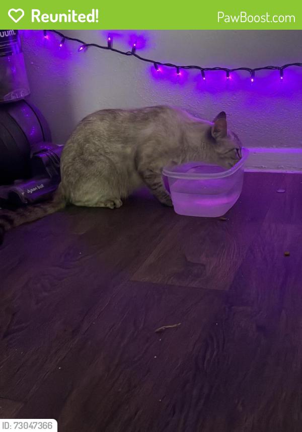 Reunited Female Cat last seen sandri lane, Houston, TX 77077