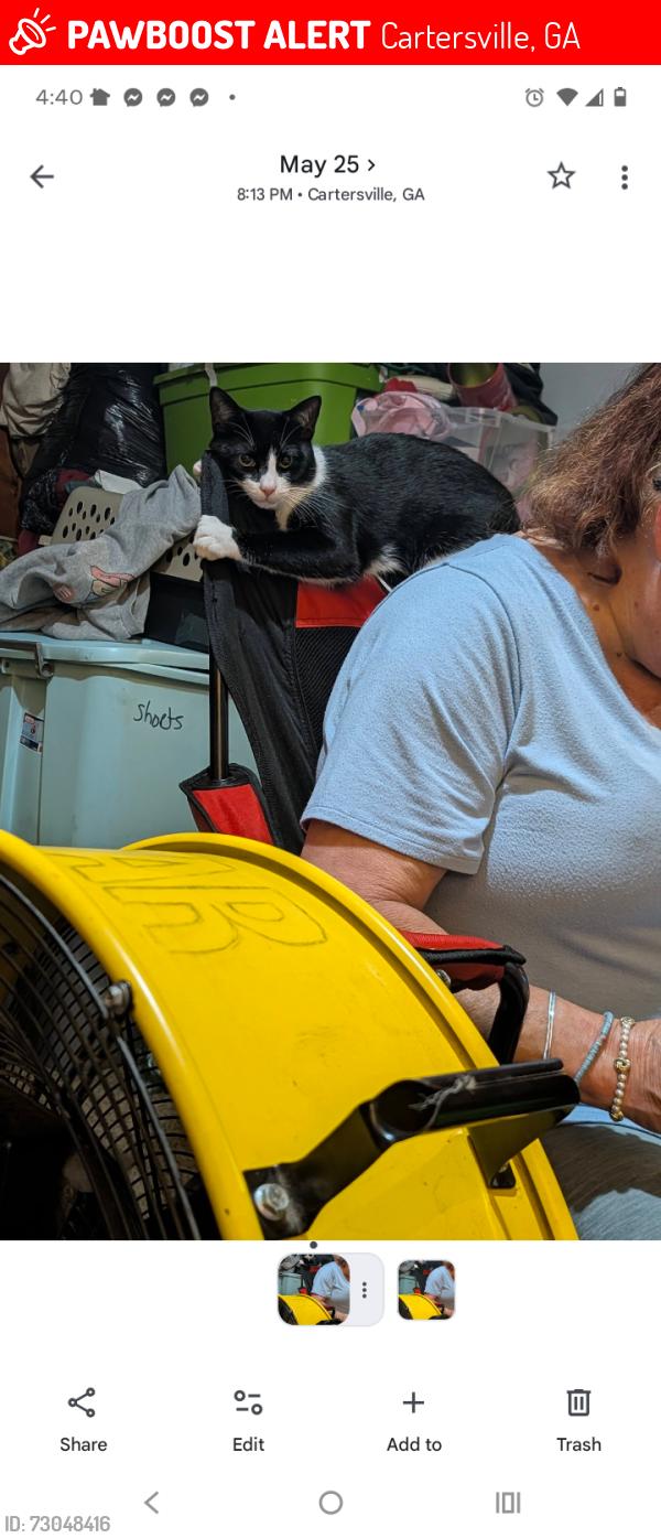 Lost Male Cat last seen Porter street, Cartersville, GA 30120