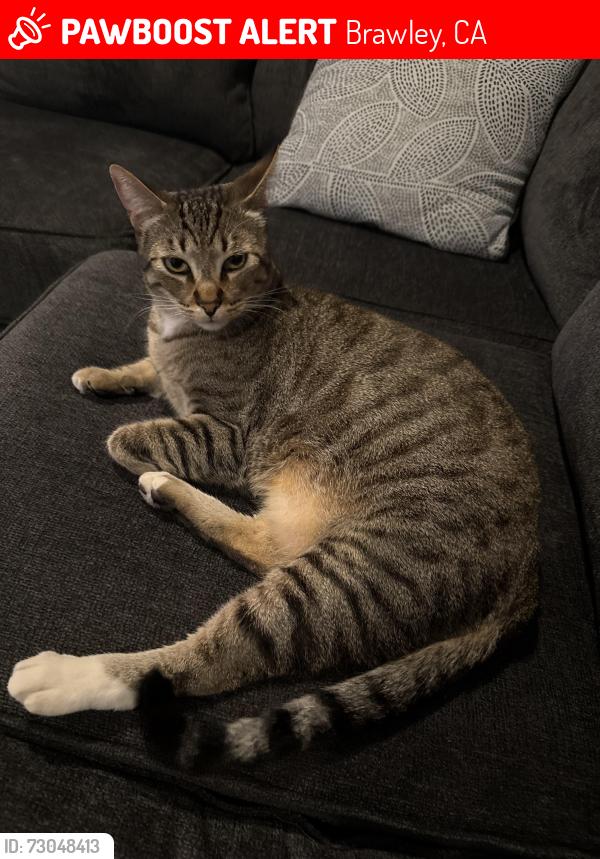 Lost Male Cat last seen J street, Brawley, CA 92227