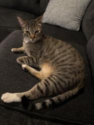 Lost Male Cat last seen J street, Brawley, CA 92227