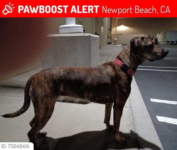 Lost Female Dog last seen East bluff  Newport , Newport Beach, CA 92660