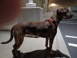 Lost Female Dog last seen East bluff  Newport , Newport Beach, CA 92660