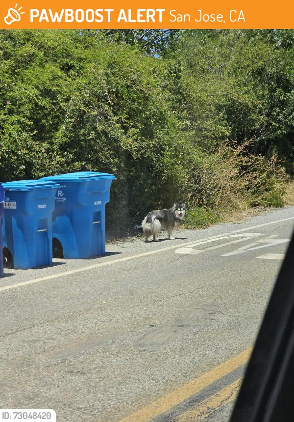 Found/Stray Unknown Dog last seen Norwood/Mount Pleasant, San Jose, CA 95148