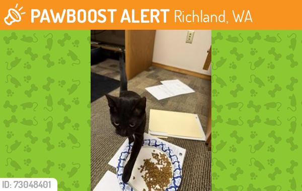 Found/Stray Female Cat last seen insurance office, Richland, WA 99354