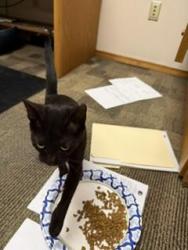Found/Stray Female Cat last seen insurance office, Richland, WA 99354