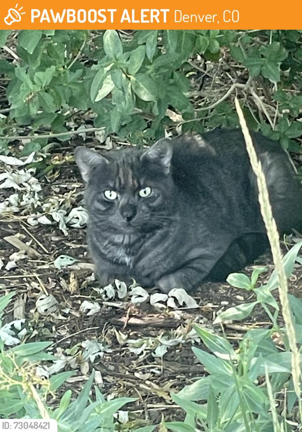 Found/Stray Unknown Cat last seen 50th & Bryant, Denver, CO 80221