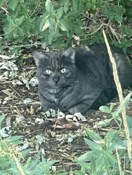 Found/Stray Unknown Cat last seen 50th & Bryant, Denver, CO 80221