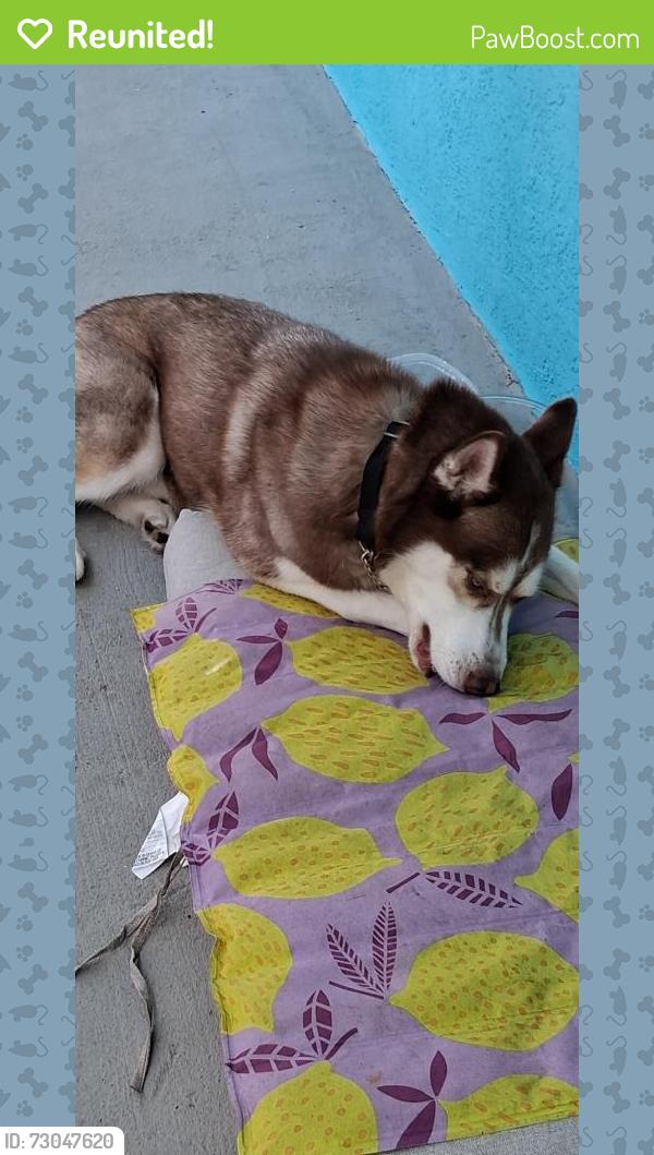 Reunited Unknown Dog last seen Near Ballard dr melb fl 32935, Melbourne, FL 32935