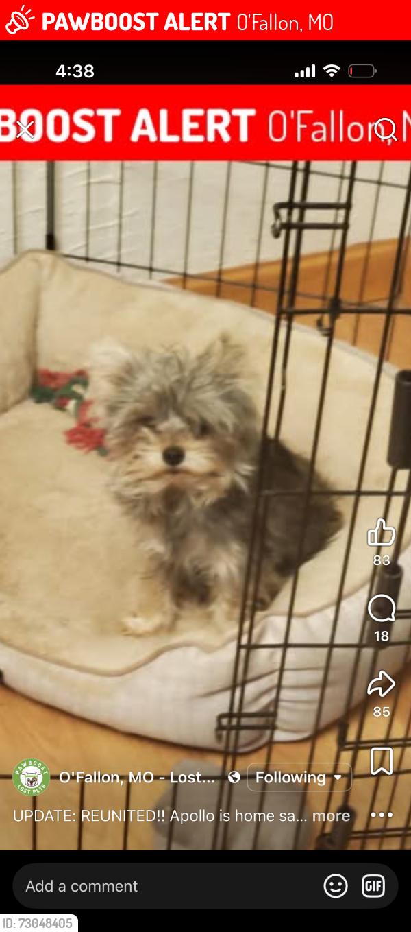 Lost Male Dog last seen Merribrook ln, O'Fallon, MO 63368